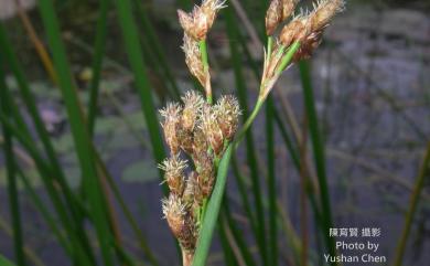 Schoenoplectus validus 莞