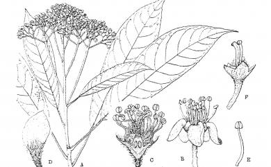 Photinia serratifolia var. lasiopetala (Hayata) H.Ohashi 毛瓣石楠
