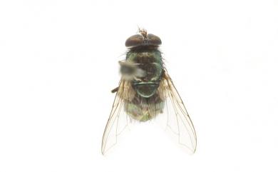 Lucilia sericata (Meigen, 1826) 絲光銅綠蠅