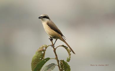 Lanius cristatus lucionensis Linnaeus, 1766 紅尾伯勞