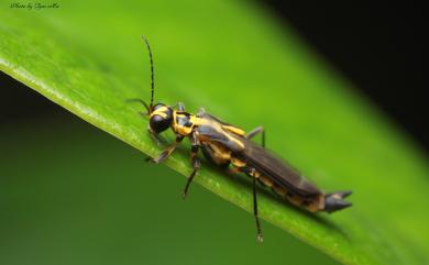 Ichthyurus klapperichi Brancucci, 1983 黑足隱翅菊虎