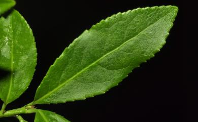 Euonymus huangii 黃氏衛矛