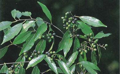 Prunus spinulosa Siebold & Zucc. 刺葉桂櫻