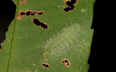 Abisara burnii etymander (Fruhstorfer, 1908) 白點褐蜆蝶