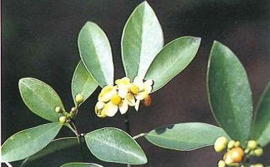 Garcinia multiflora 福木