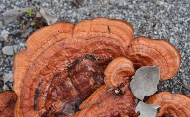 Pycnoporus sanguineus (L.: Fr) Murr. 血紅密孔菌