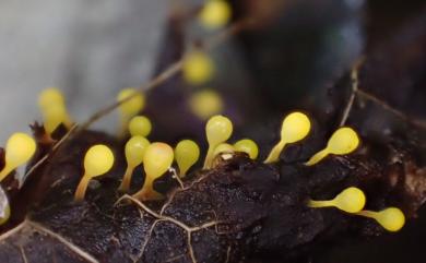 Craterium aureum (Schum.) Rost. 黃高杯黏菌