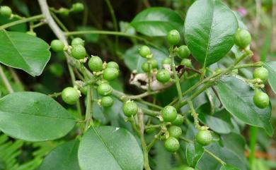 Zanthoxylum scandens 藤花椒