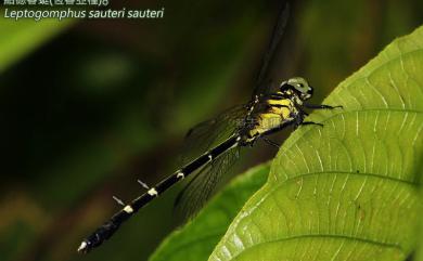 Leptogomphus sauteri sauteri Ris, 1912 紹德春蜓恆春亞種