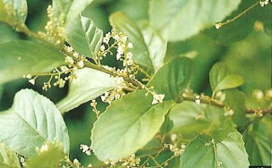 Maesa lanyuensis Yuen P.Yang 蘭嶼山桂花