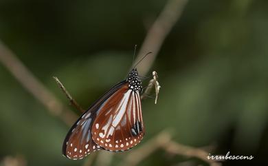 Parantica sita niphonica Moore, 1883 大絹斑蝶