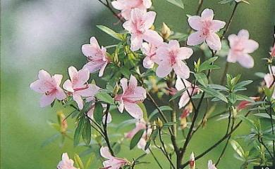 Rhododendron kanehirae E.H.Wilson 烏來杜鵑
