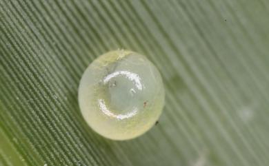 Lethe chandica ratnacri Fruhstorfer, 1908 曲紋黛眼蝶