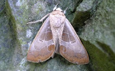 Westermannia elliptica elliptica Bryk, 1913