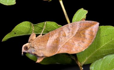 Eudocima phalonia (Linnaeus, 1763) 落葉夜蛾