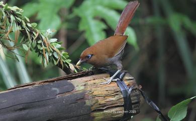 Ianthocincla poecilorhyncha (Gould, 1863) 棕噪眉