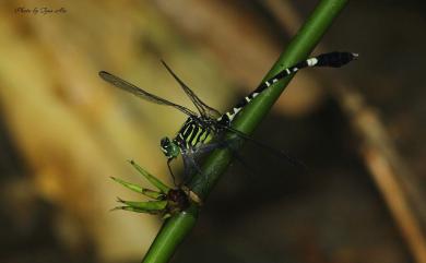 Merogomphus pavici Martin, 1904 窄胸春蜓