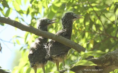 Gorsachius melanolophus (Raffles, 1822) 黑冠麻鷺