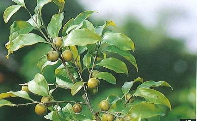 Diospyros morrisiana 山紅柿