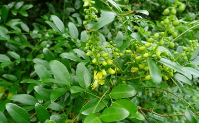 Caesalpinia crista L. 搭肉刺