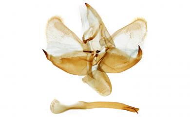 Monema flavescens Walker, 1855 黃刺蛾
