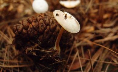 Baeospora myosura (Fr.) Sing 小孢菌