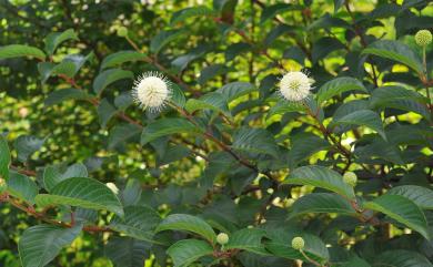 Cephalanthus tetrandrus (Roxb.) Ridsdale & Bakh. f. 風箱樹