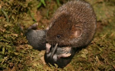 Eothenomys melanogaster (Milne-Edwards, 1871)