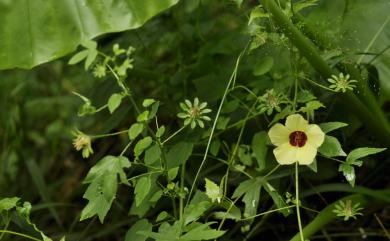 Hibiscus surattensis L. 刺芙蓉