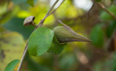 Gymnema sylvestre 武靴藤