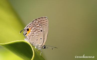 Chilades pandava peripatria Hsu, 1989 蘇鐵綺灰蝶