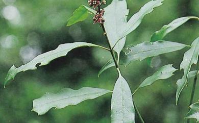 Aucuba chinensis Benth. 桃葉珊瑚
