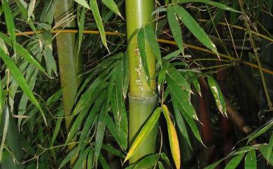 Bambusa dolichoclada 長枝竹