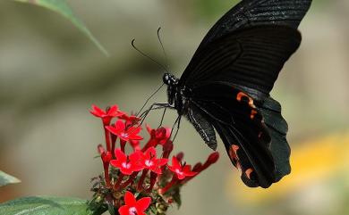 Papilio protenor protenor Cramer, 1775 黑鳳蝶