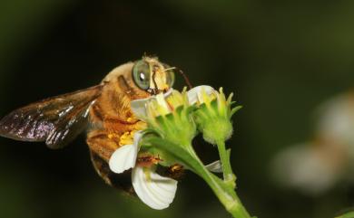 Xylocopa collaris sauteri 白領帶木蜂紹德亞種