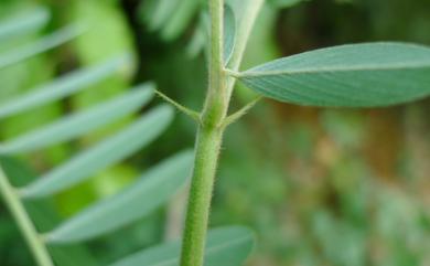 Tephrosia noctiflora 黃花鐵富豆