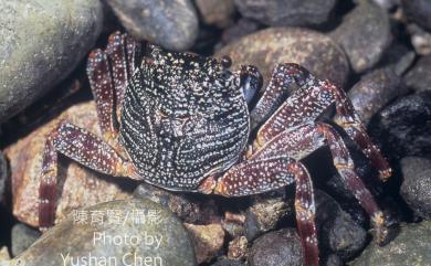 Grapsus tenuicrustatus (Herbst, 1783) 細紋方蟹