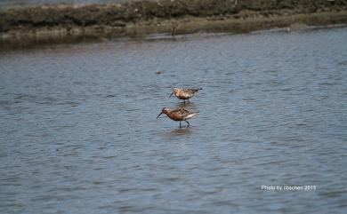 Calidris ferruginea (Pontoppidan, 1763) 彎嘴濱鷸