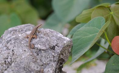 Eutropis cumingi (Brown & Alcala, 1980) 庫氏真稜蜥