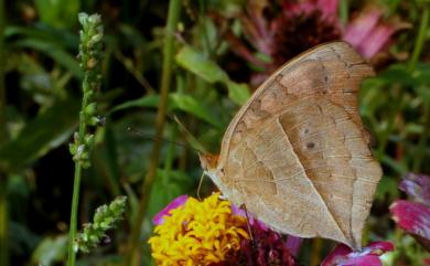 Junonia almana (Linnaeus, 1758) 眼蛺蝶