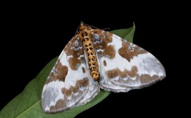 Callabraxas fabiolaria candida (Inoue, 1989)