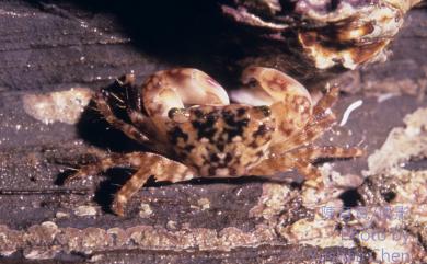 Pachygrapsus minutus Milne-Edwards, 1873 小厚紋蟹