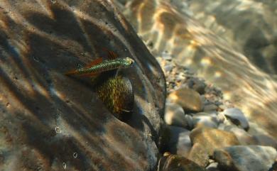 Stiphodon percnopterygionus Watson & Chen, 1998 黑鰭枝牙鰕虎