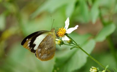 Appias indra aristoxemus Fruhstorfer, 1908 雲紋尖粉蝶