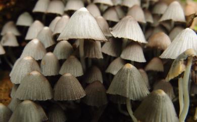 Coprinellus disseminatus 簇生鬼傘