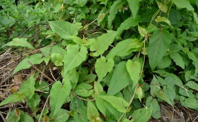 Fallopia multiflora 臺灣何首烏