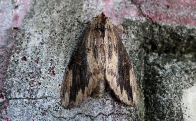 Allodontoides tenebrosa (Moore, 1866) 類異齒舟蛾