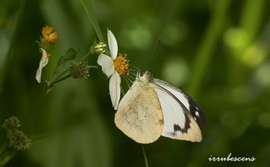 Appias indra aristoxemus Fruhstorfer, 1908 雲紋尖粉蝶