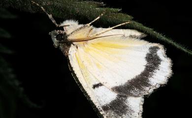 Dindica polyphaenaria (Guenée, [1858]) 裏黃峰尺蛾