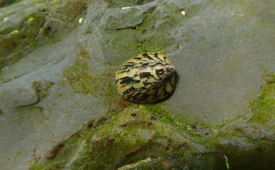 Septaria porcellana (Linnaeus, 1758) 壁蜑螺